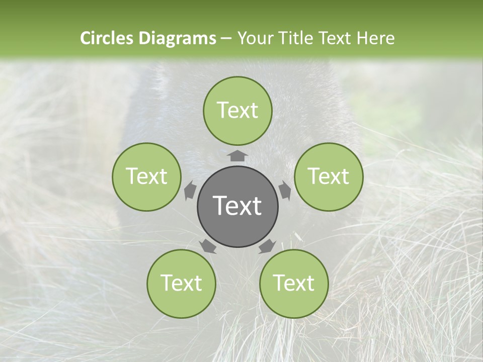 Mammal Marsupial Brown PowerPoint Template