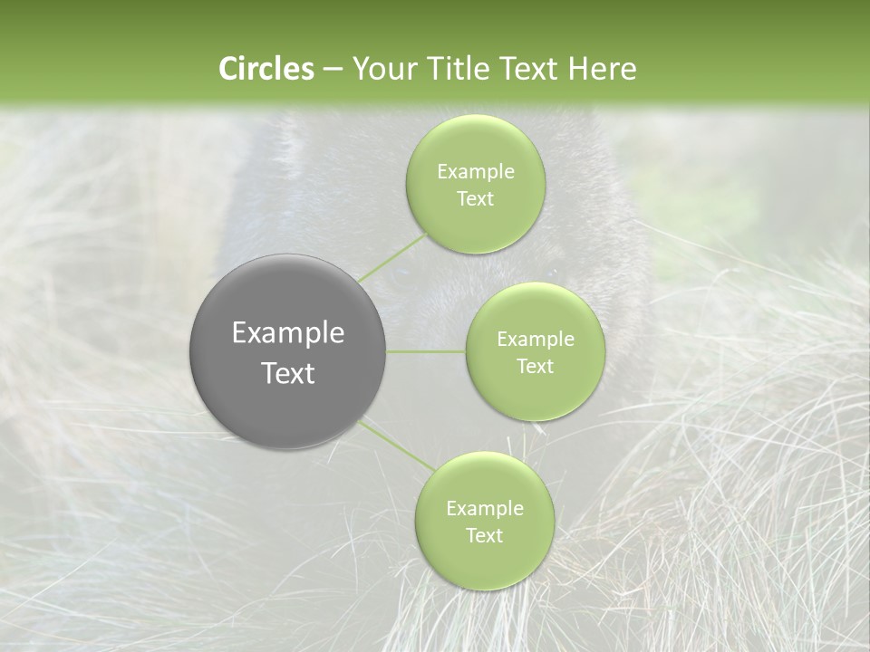 Mammal Marsupial Brown PowerPoint Template