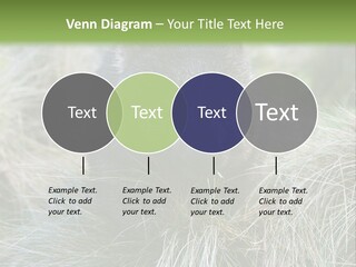 Mammal Marsupial Brown PowerPoint Template