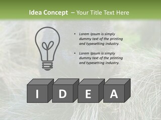 Mammal Marsupial Brown PowerPoint Template