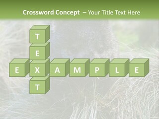 Mammal Marsupial Brown PowerPoint Template