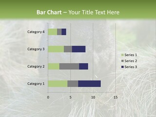 Mammal Marsupial Brown PowerPoint Template