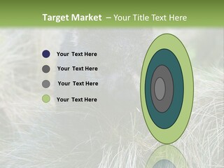 Mammal Marsupial Brown PowerPoint Template