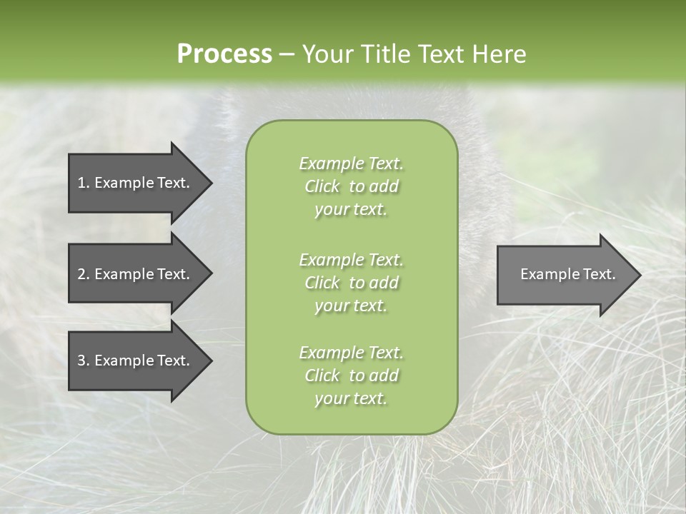 Mammal Marsupial Brown PowerPoint Template