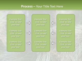 Mammal Marsupial Brown PowerPoint Template