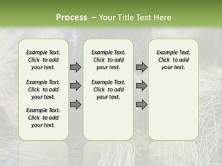 Mammal Marsupial Brown PowerPoint Template