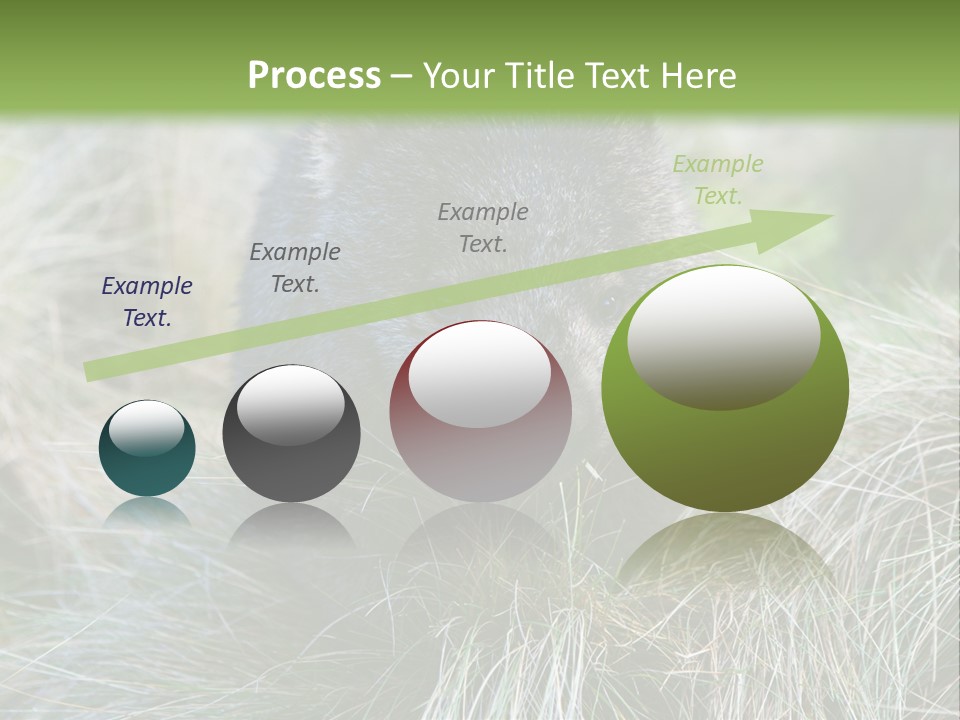 Mammal Marsupial Brown PowerPoint Template