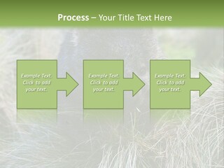 Mammal Marsupial Brown PowerPoint Template