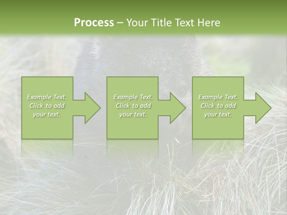 Mammal Marsupial Brown PowerPoint Template
