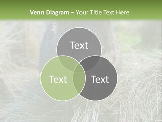 Mammal Marsupial Brown PowerPoint Template