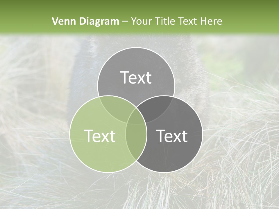 Mammal Marsupial Brown PowerPoint Template