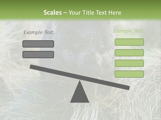 Mammal Marsupial Brown PowerPoint Template