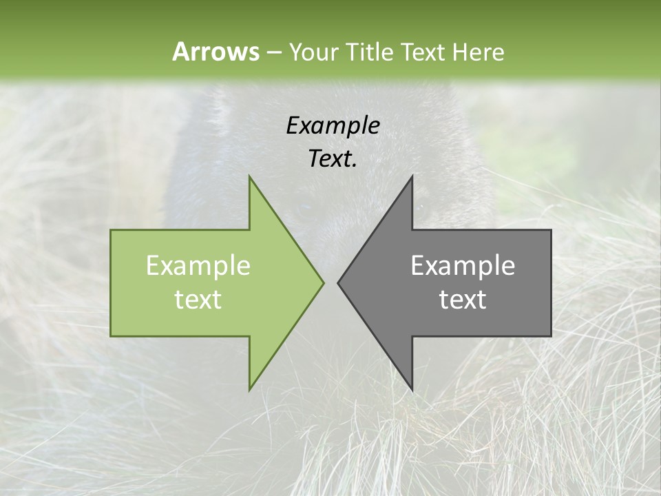 Mammal Marsupial Brown PowerPoint Template