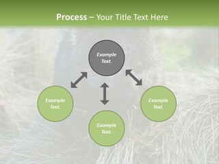 Mammal Marsupial Brown PowerPoint Template