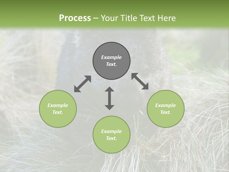 Mammal Marsupial Brown PowerPoint Template