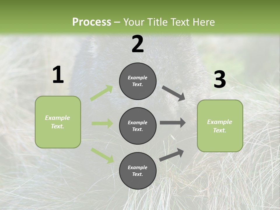 Mammal Marsupial Brown PowerPoint Template