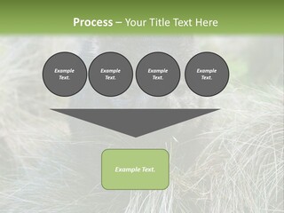 Mammal Marsupial Brown PowerPoint Template