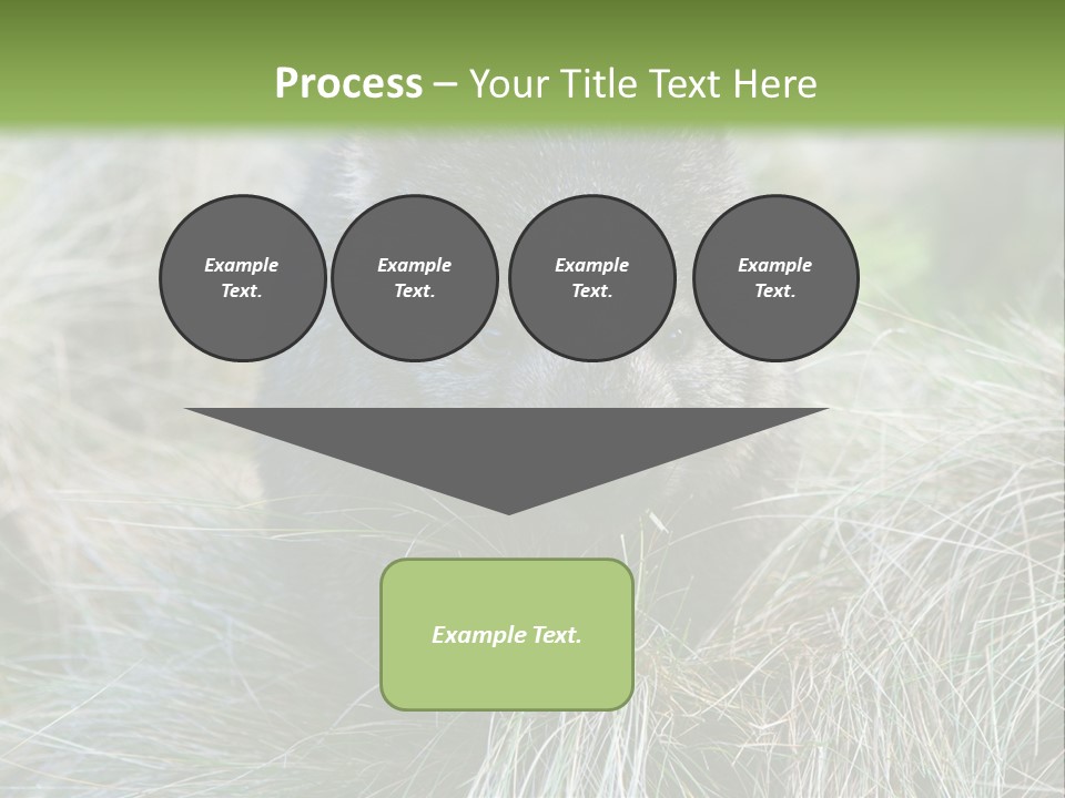 Mammal Marsupial Brown PowerPoint Template
