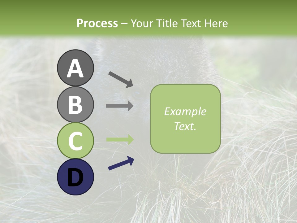 Mammal Marsupial Brown PowerPoint Template