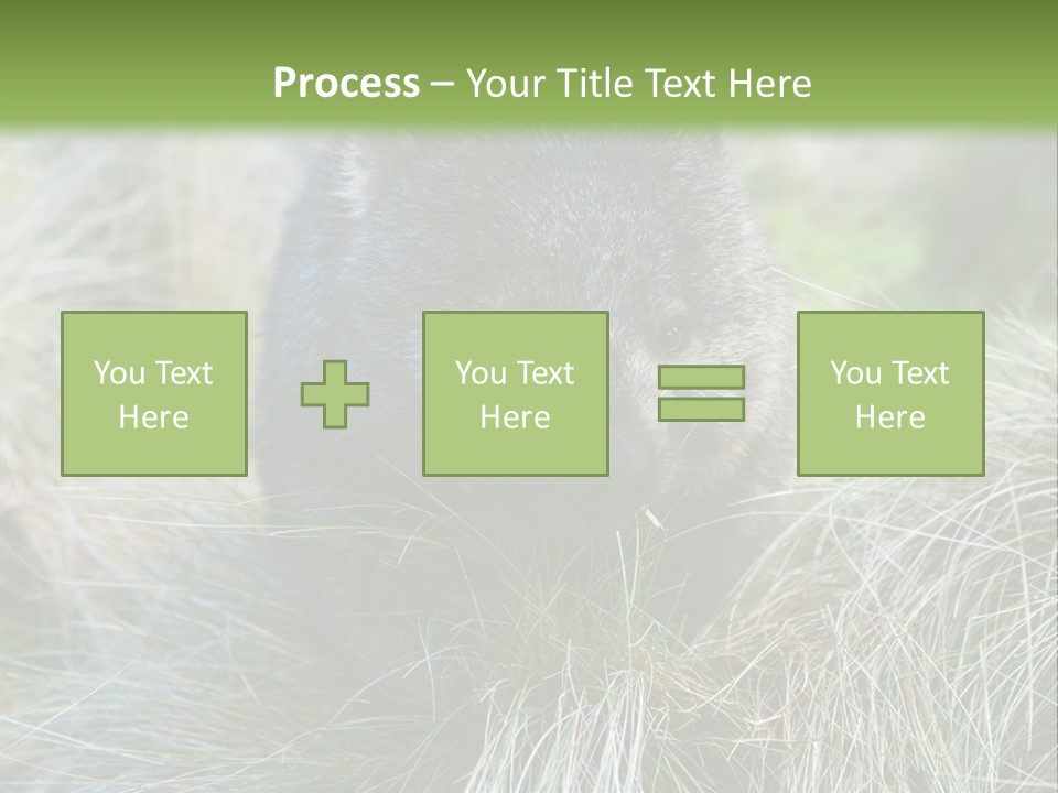 Mammal Marsupial Brown PowerPoint Template