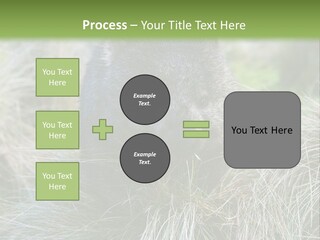 Mammal Marsupial Brown PowerPoint Template