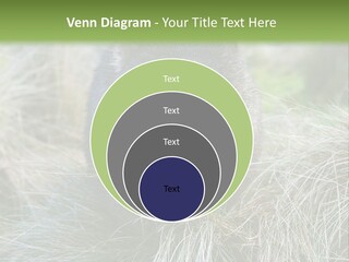 Mammal Marsupial Brown PowerPoint Template