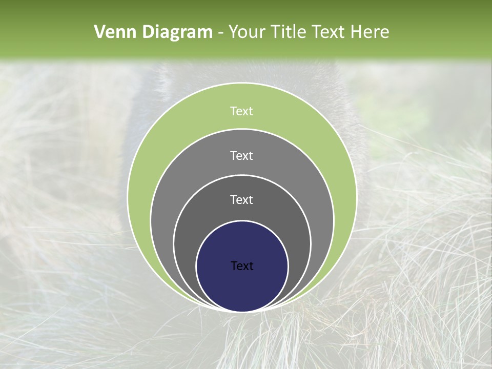Mammal Marsupial Brown PowerPoint Template