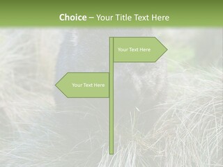 Mammal Marsupial Brown PowerPoint Template