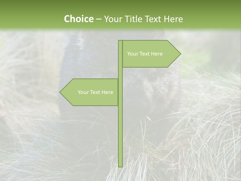 Mammal Marsupial Brown PowerPoint Template