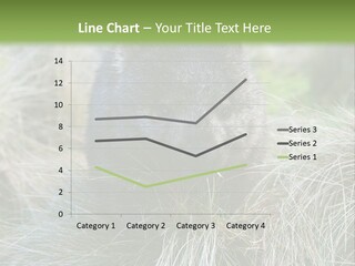 Mammal Marsupial Brown PowerPoint Template
