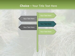 Mammal Marsupial Brown PowerPoint Template