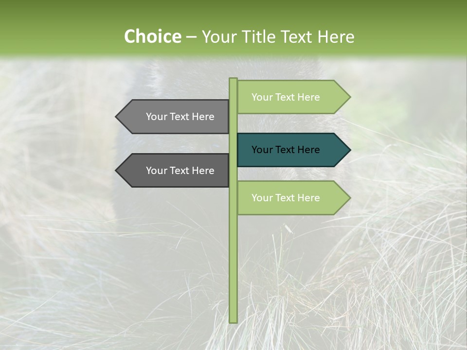 Mammal Marsupial Brown PowerPoint Template