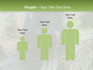 Mammal Marsupial Brown PowerPoint Template