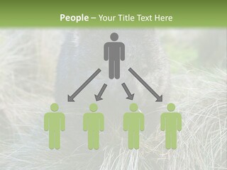 Mammal Marsupial Brown PowerPoint Template