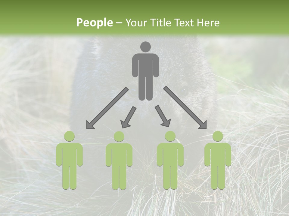 Mammal Marsupial Brown PowerPoint Template