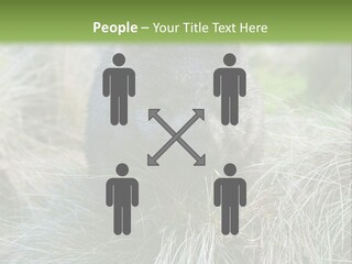 Mammal Marsupial Brown PowerPoint Template