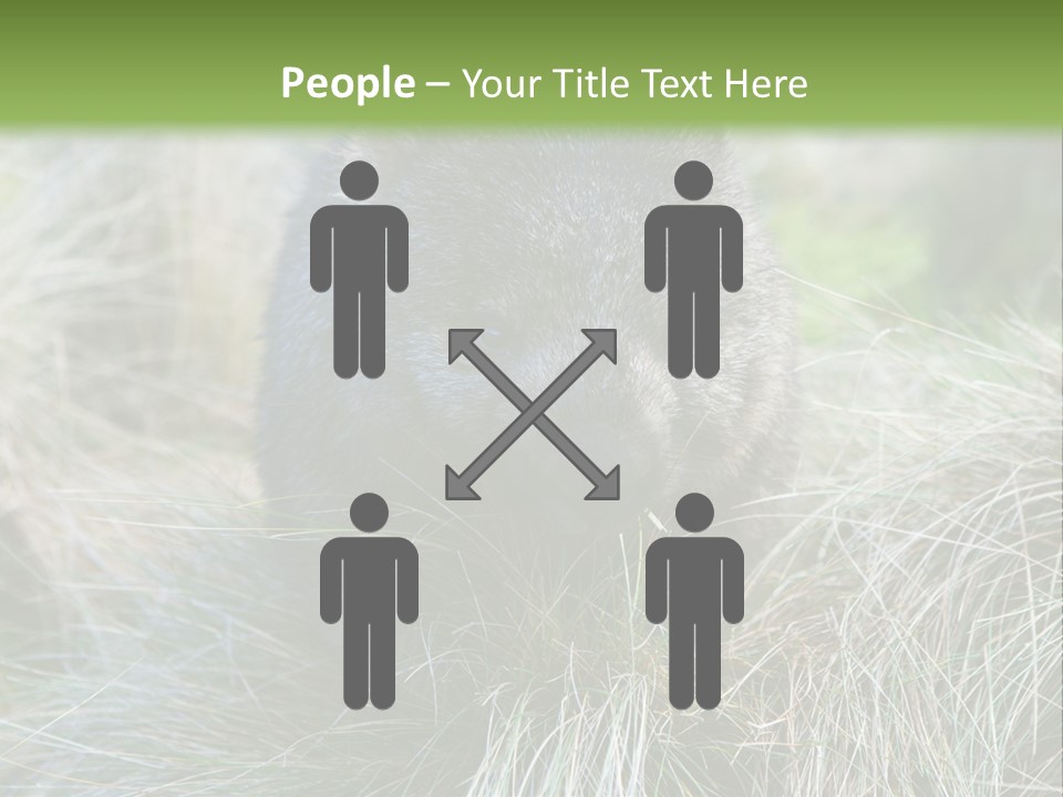 Mammal Marsupial Brown PowerPoint Template