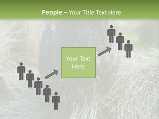 Mammal Marsupial Brown PowerPoint Template