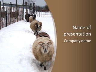 Scottish Blackface Sheep Sheep In A Row Shetland Sheep PowerPoint Template