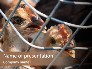 Vaccine Vietnam Avian Influenza PowerPoint Template