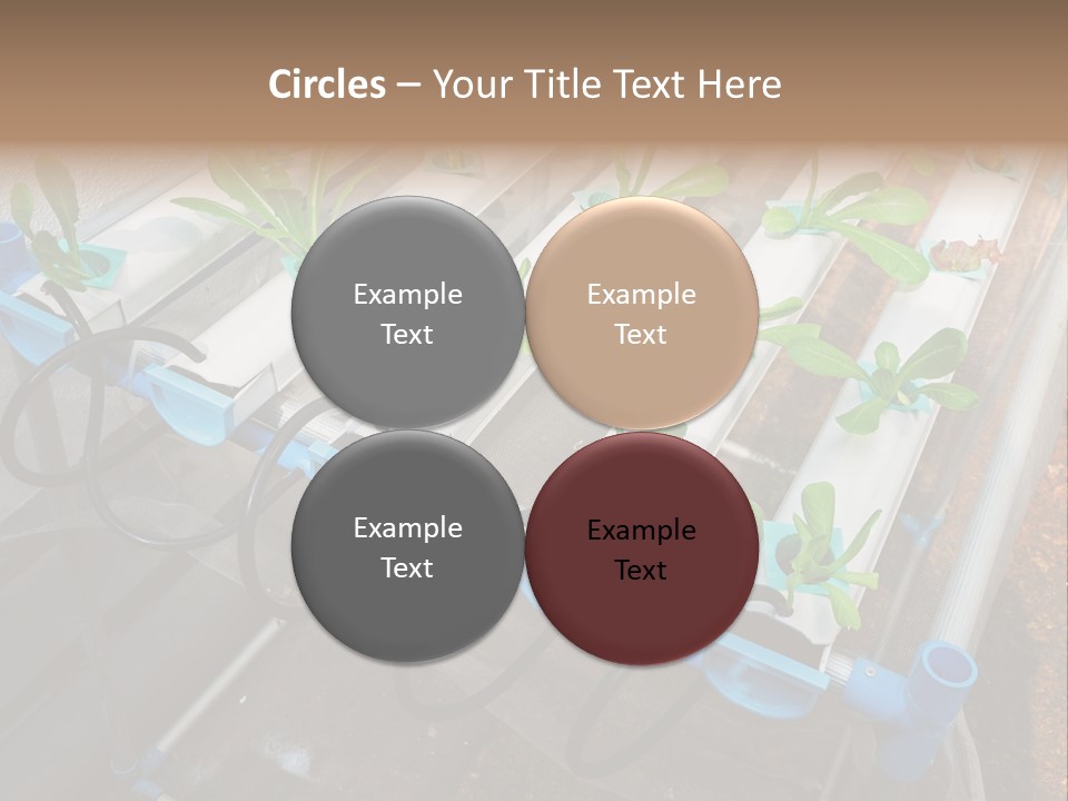 Toxic Vitamins Rural PowerPoint Template