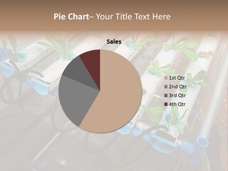 Toxic Vitamins Rural PowerPoint Template