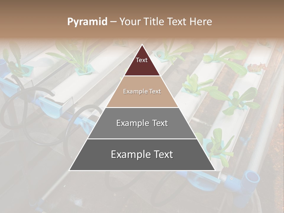 Toxic Vitamins Rural PowerPoint Template