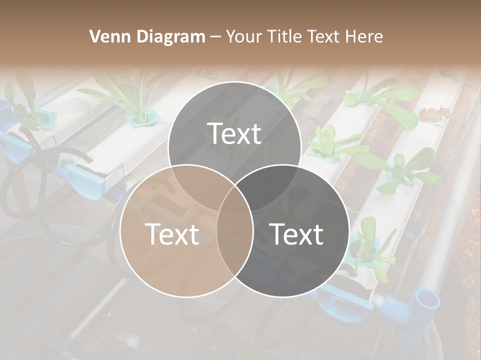 Toxic Vitamins Rural PowerPoint Template