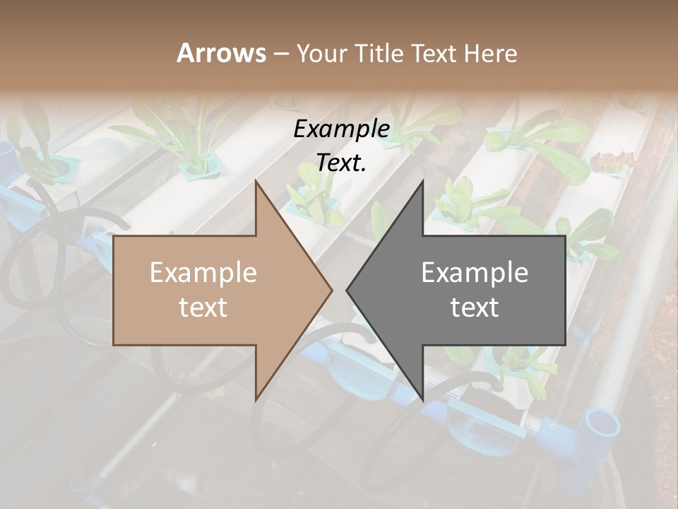 Toxic Vitamins Rural PowerPoint Template