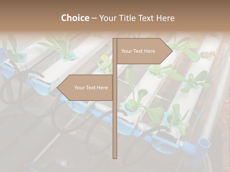 Toxic Vitamins Rural PowerPoint Template