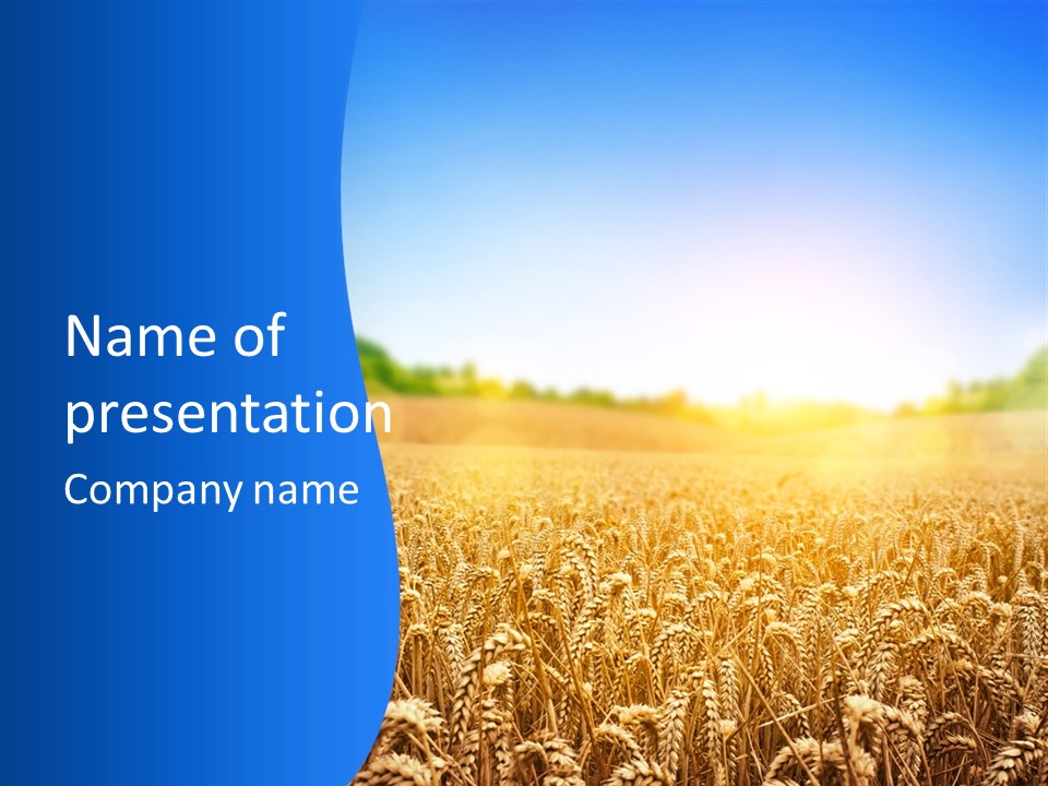 Background Wheat Straw PowerPoint Template