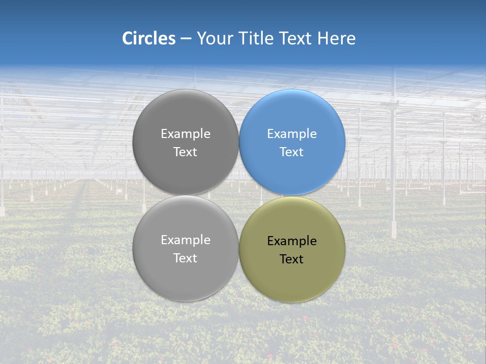 Interior Growth Pattern PowerPoint Template