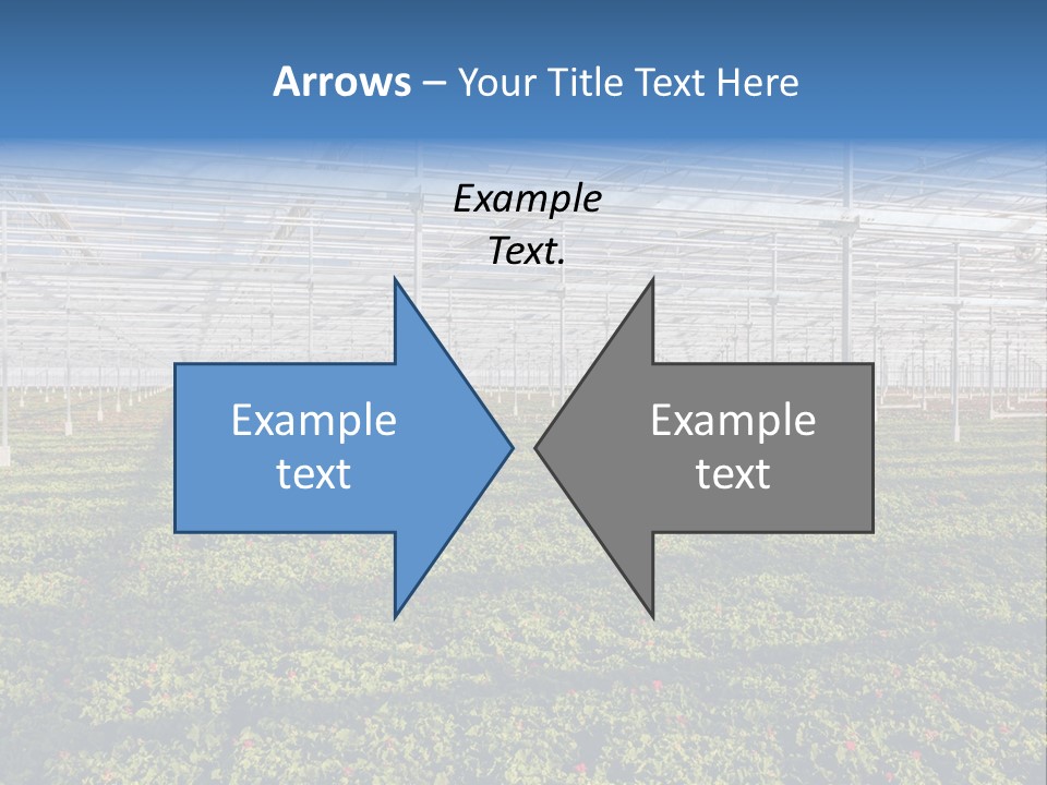 Interior Growth Pattern PowerPoint Template
