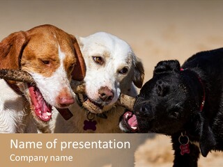 Animal Racing Active PowerPoint Template